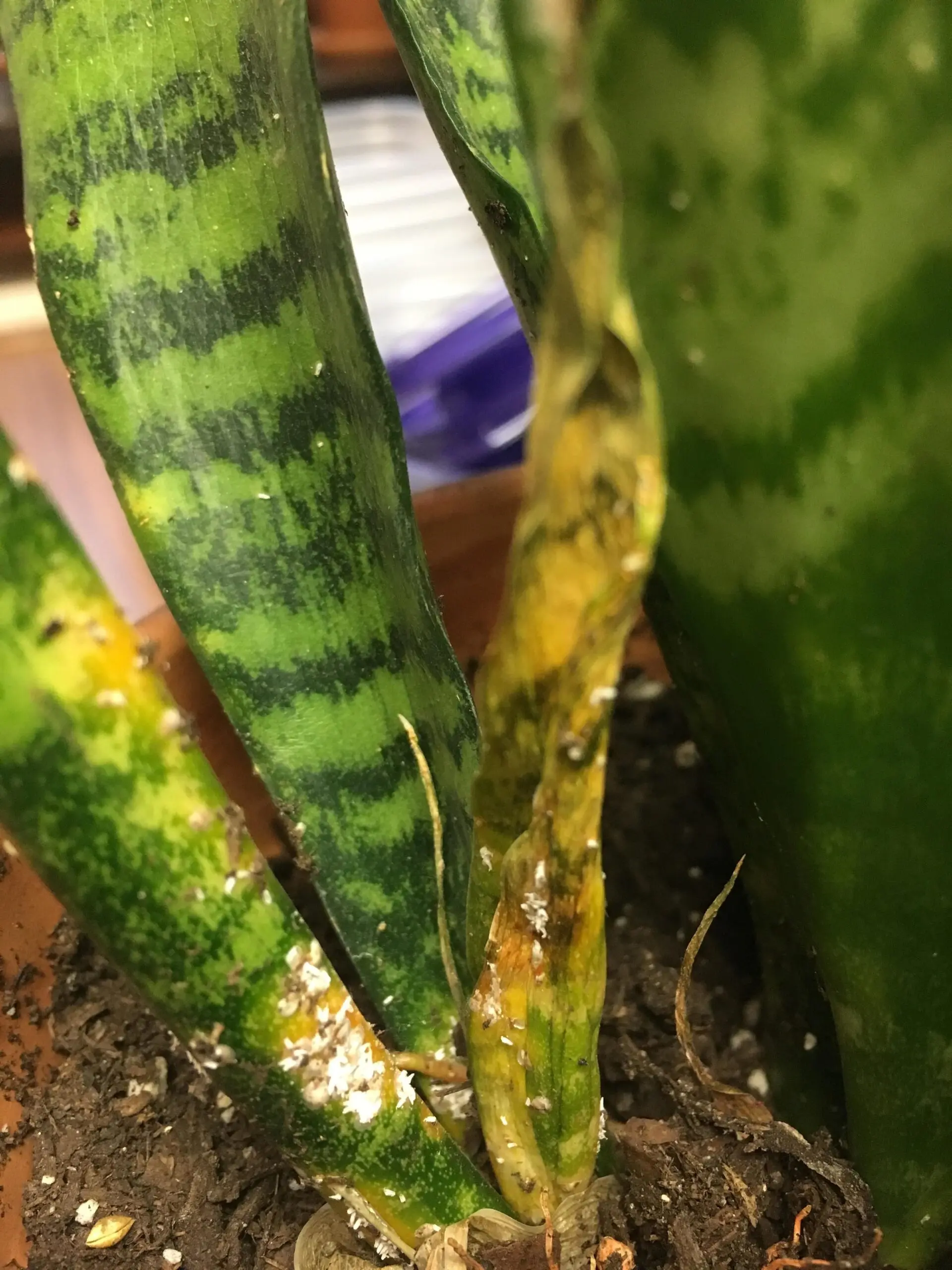 Snake Plant Care: The Best Complete Growing Guide 8 snake plant light