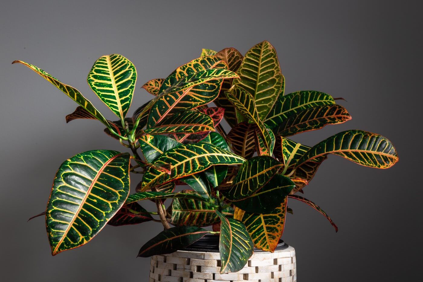 houseplants and cats poisonous
