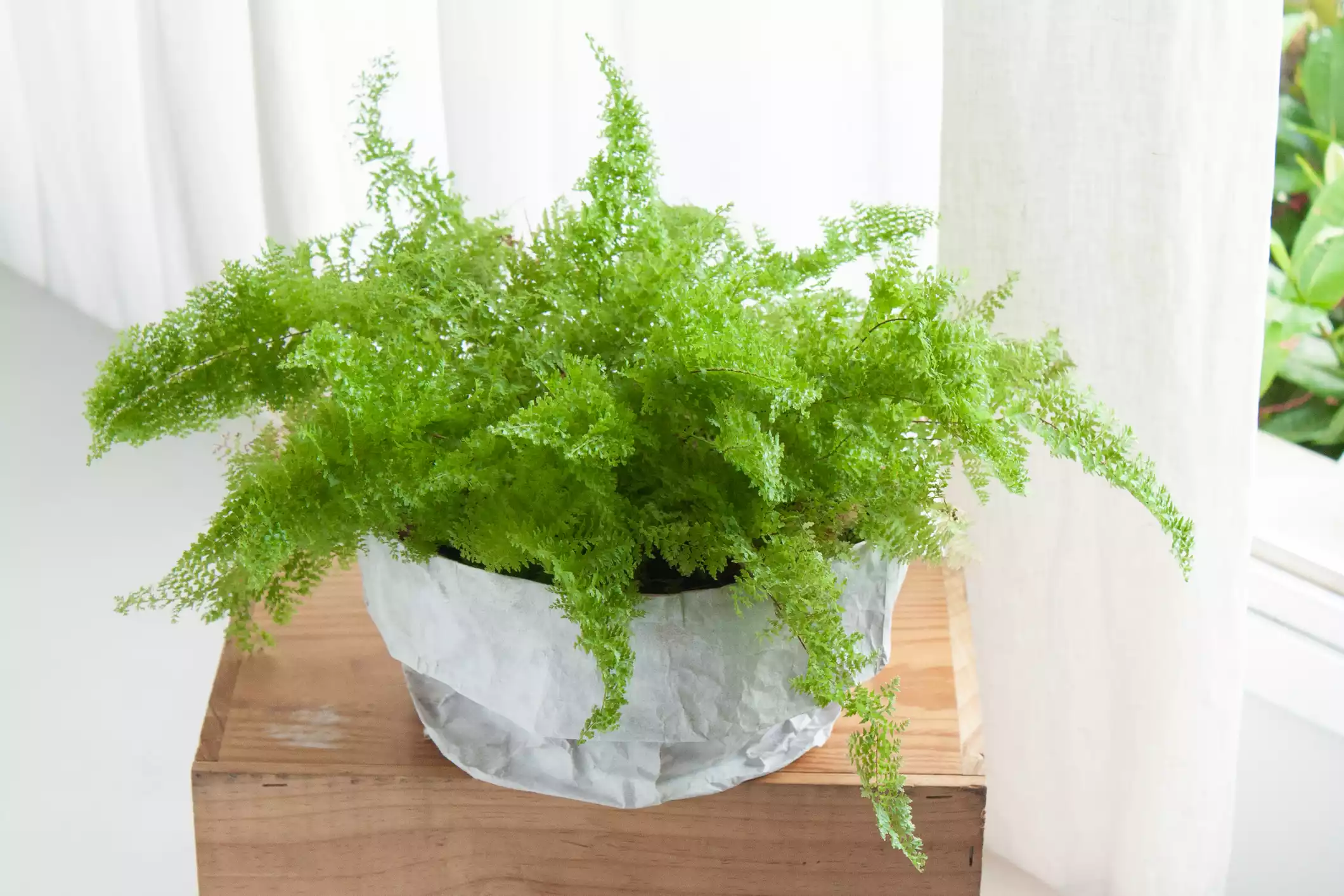 Indoor Fern Care: The Best Must-Know Caring Tips 4 care for ferns outside