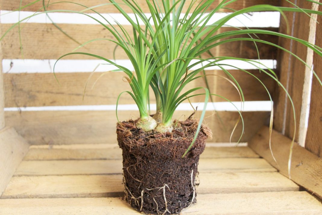how to propagate ponytail palm plants