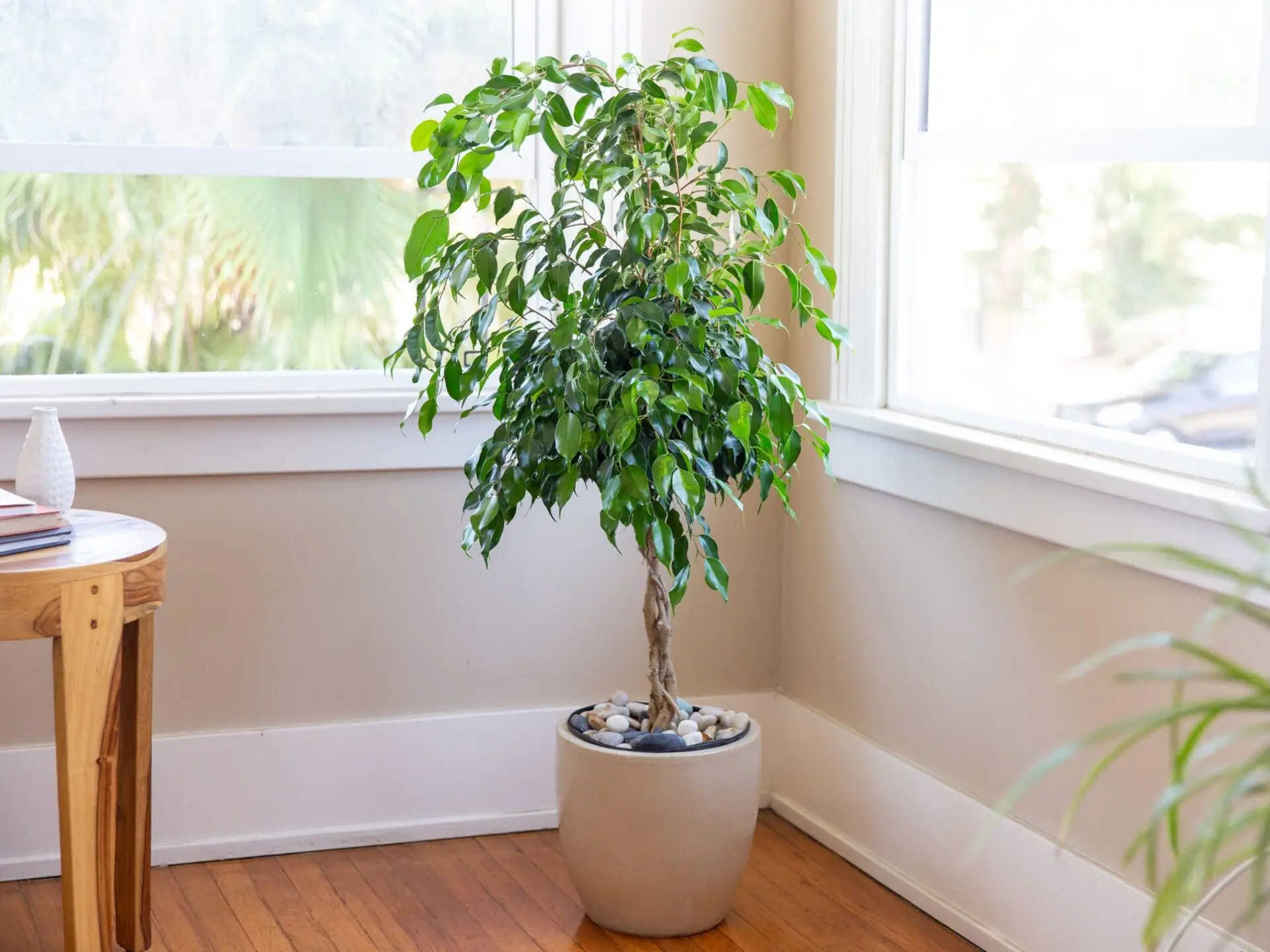 ficus binnendijkii
