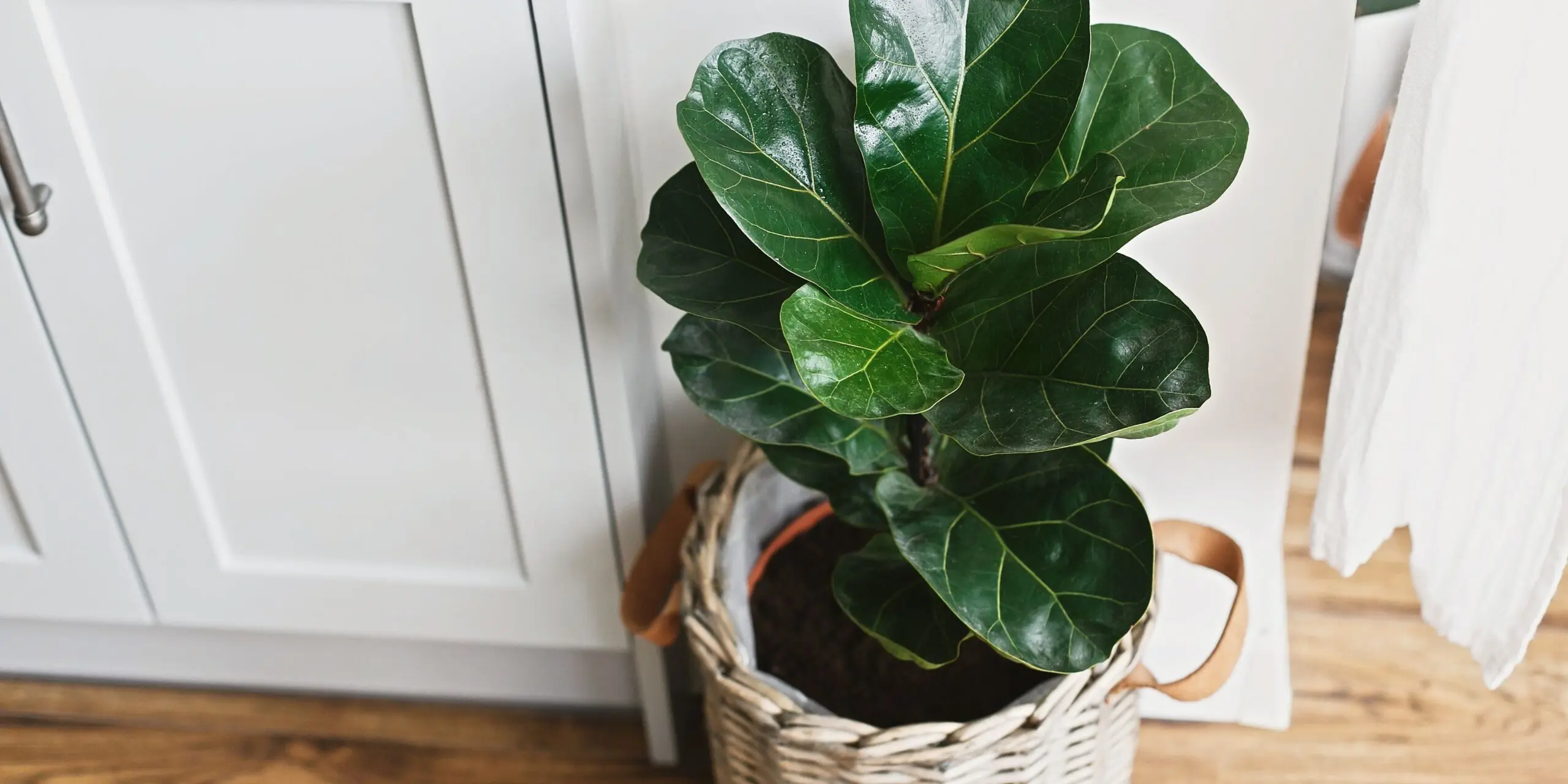 Fiddle Leaf Fig Care: A Complete Guide To Keep It Thriving 5 care for a fiddle leaf fig plant