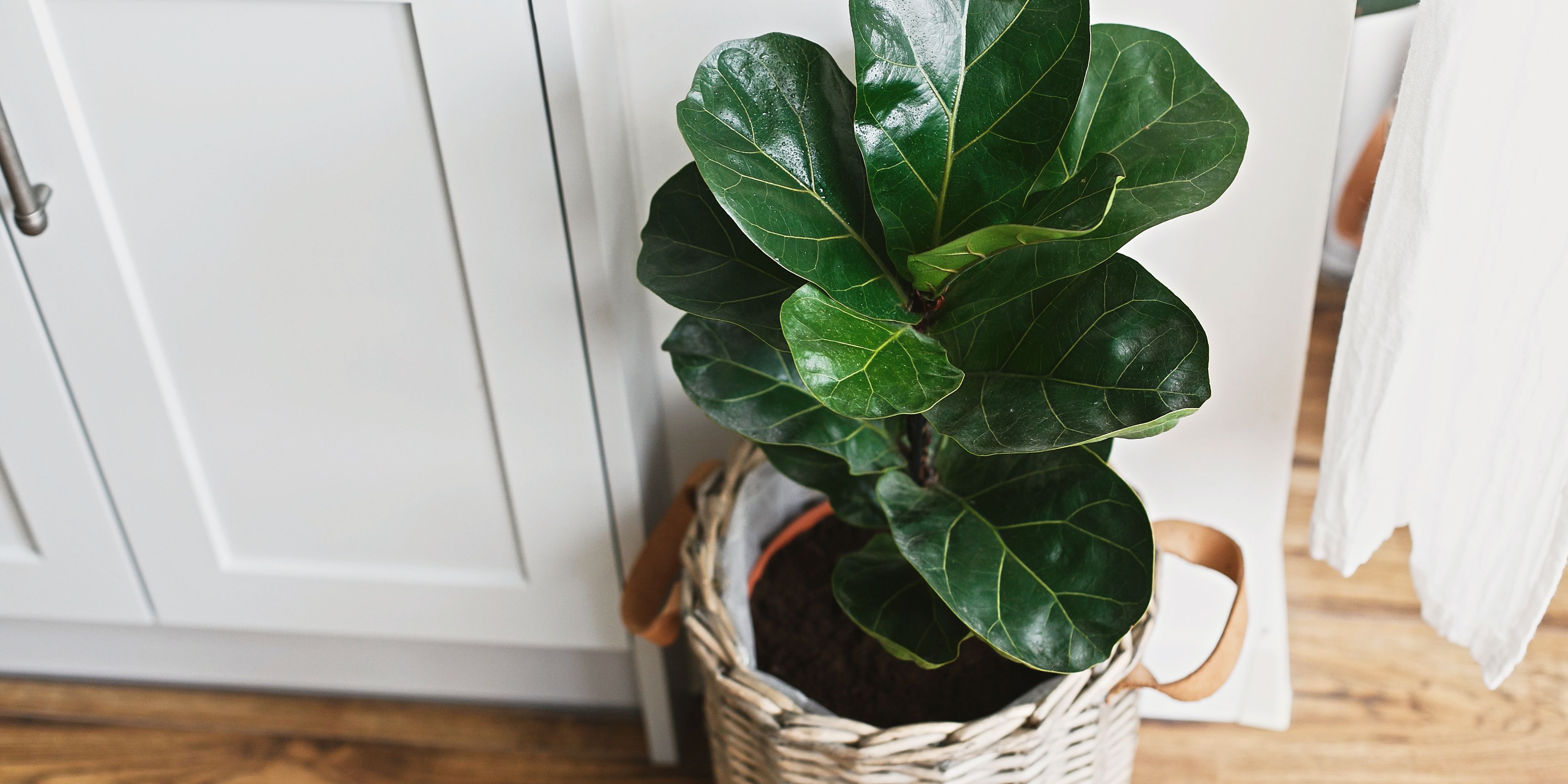 care for a fiddle leaf fig plant
