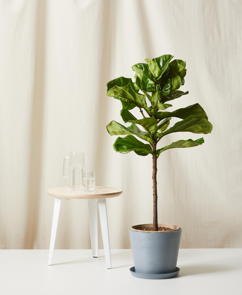 fiddle leaf fig care
