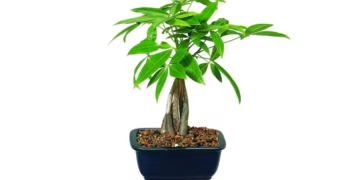 How To Propagate Money Tree