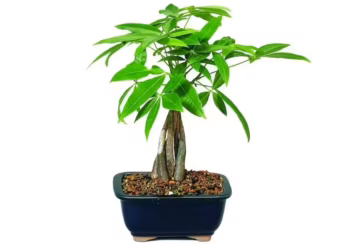 How To Propagate Money Tree