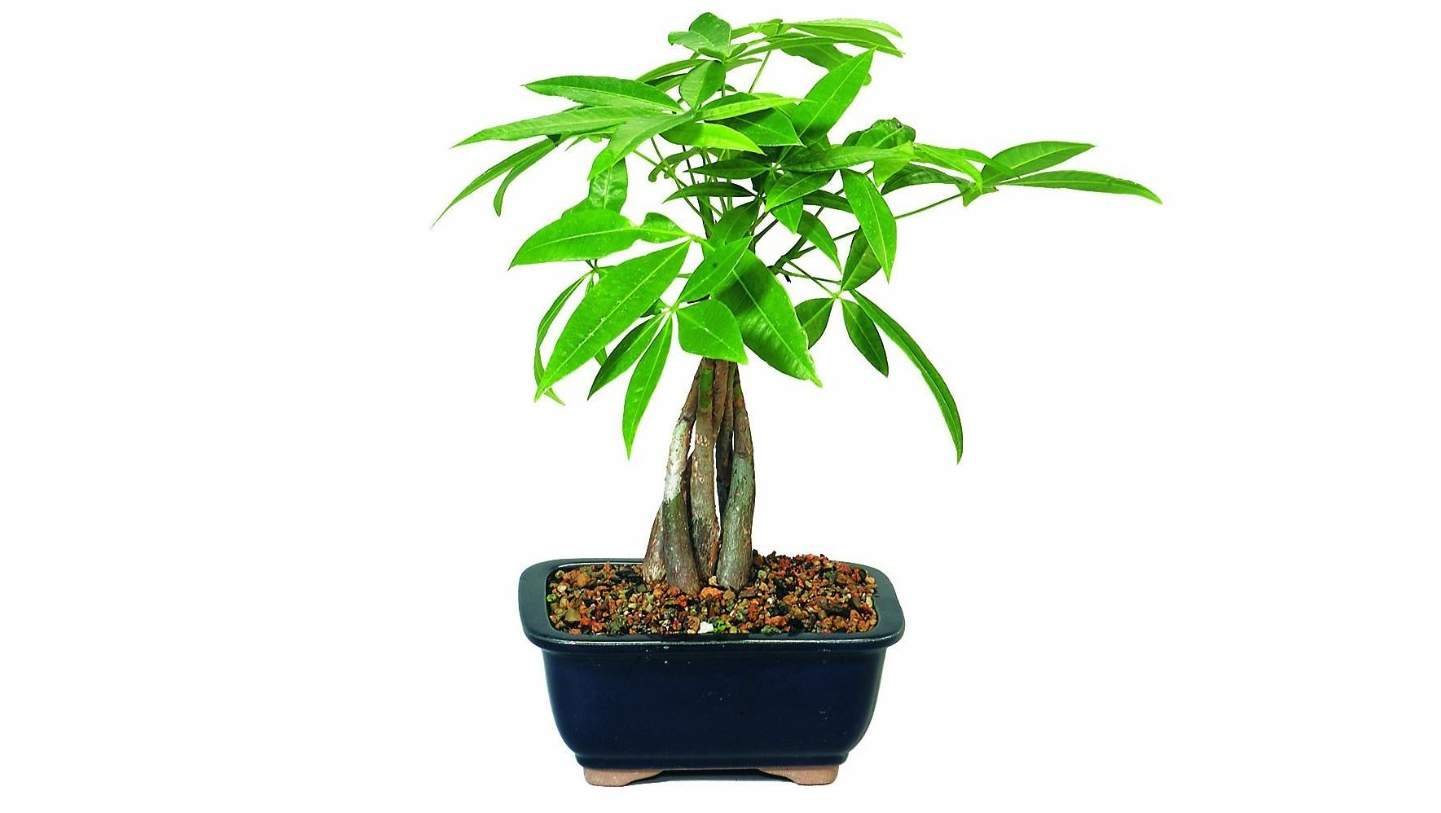 how to care for pachira
