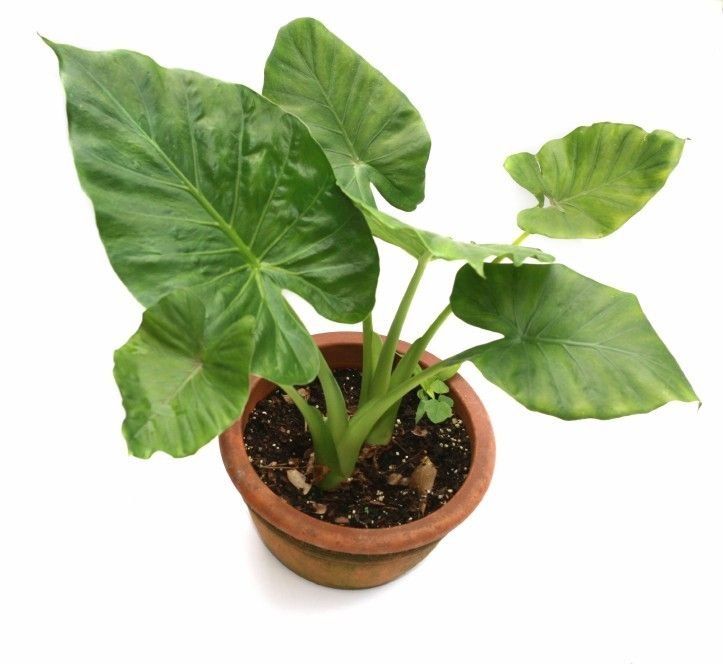 elephant ear indoor plant care
