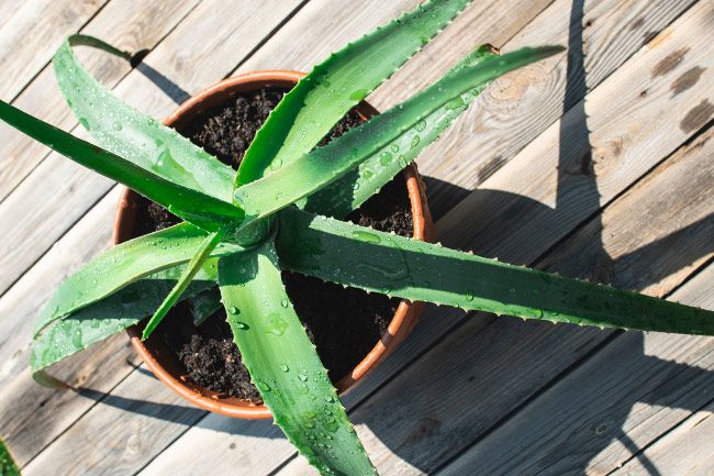how do you take care of aloe vera
