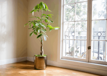 how to repot a money tree