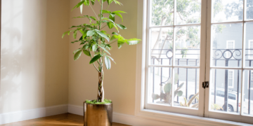 how to repot a money tree