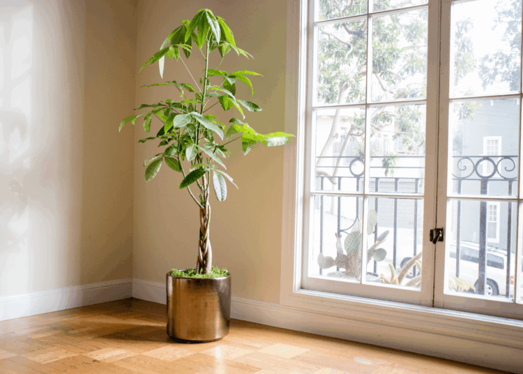 how to repot a money tree