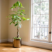 How To look After A Money Tree: A Comprehensive Guide 13 how to repot a money tree