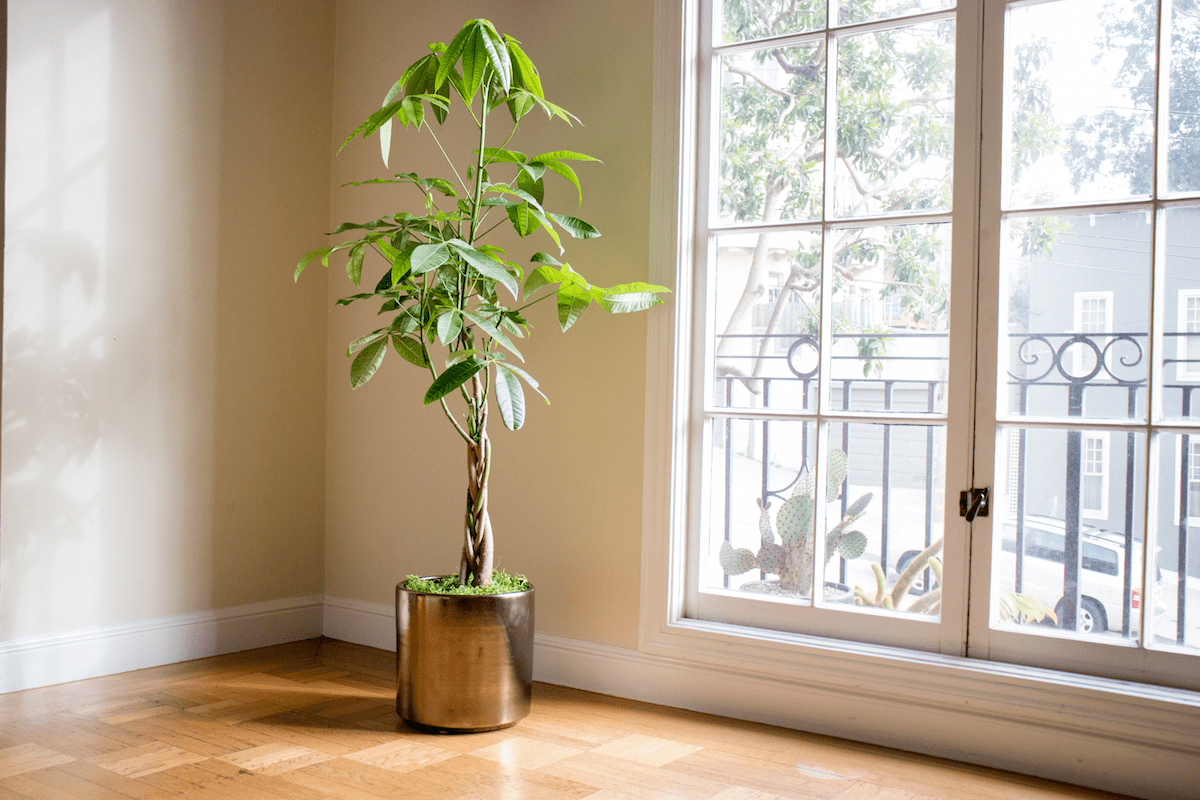 how to repot a money tree
