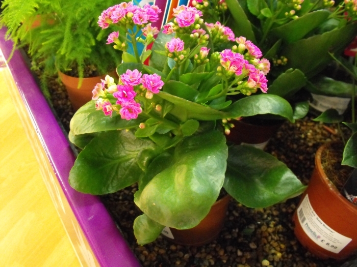 houseplants harmful to cats

