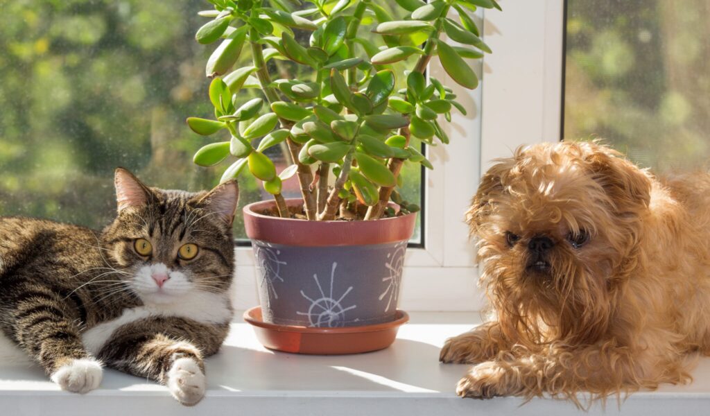 pet-friendly houseplants|dracaena fragrans cat
