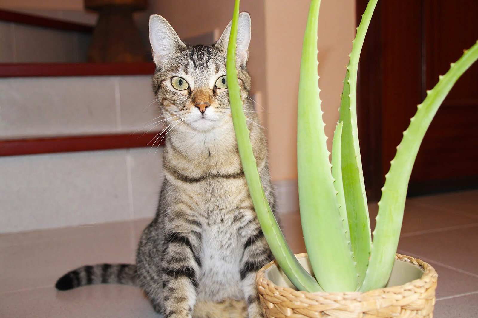 plants poisonous for cats| Aloe Vera
