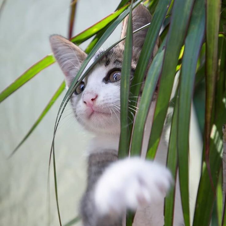 dracaena toxic to cats| cats and dracaena

