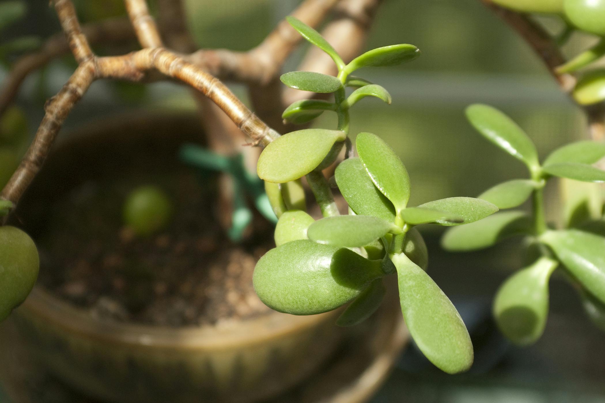 houseplants dangerous to cats
