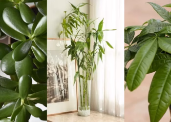 The Best Indoor Feng Shui Plants for Wealth, Prosperity, And Good Energy