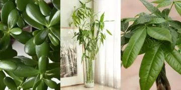 The Best Indoor Feng Shui Plants for Wealth, Prosperity, And Good Energy