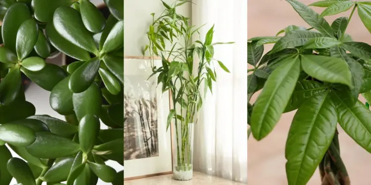 The Best Indoor Feng Shui Plants for Wealth, Prosperity, And Good Energy