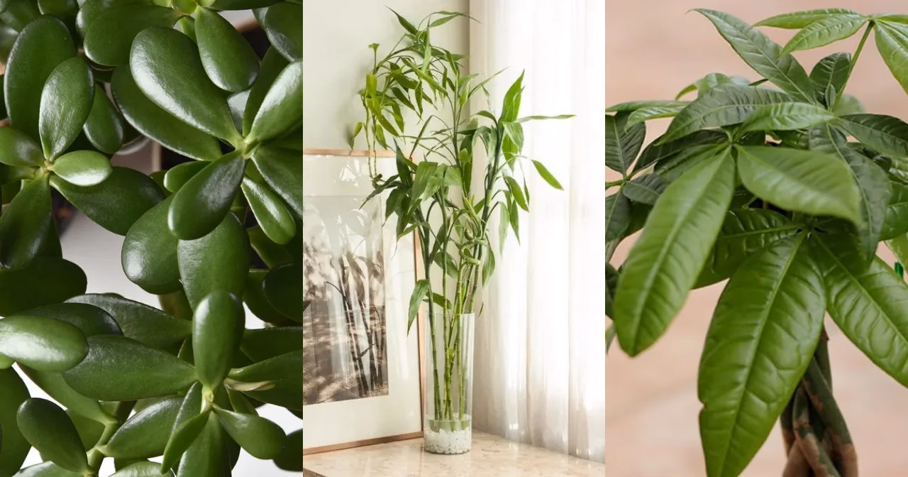 The Best Indoor Feng Shui Plants for Wealth, Prosperity, And Good Energy