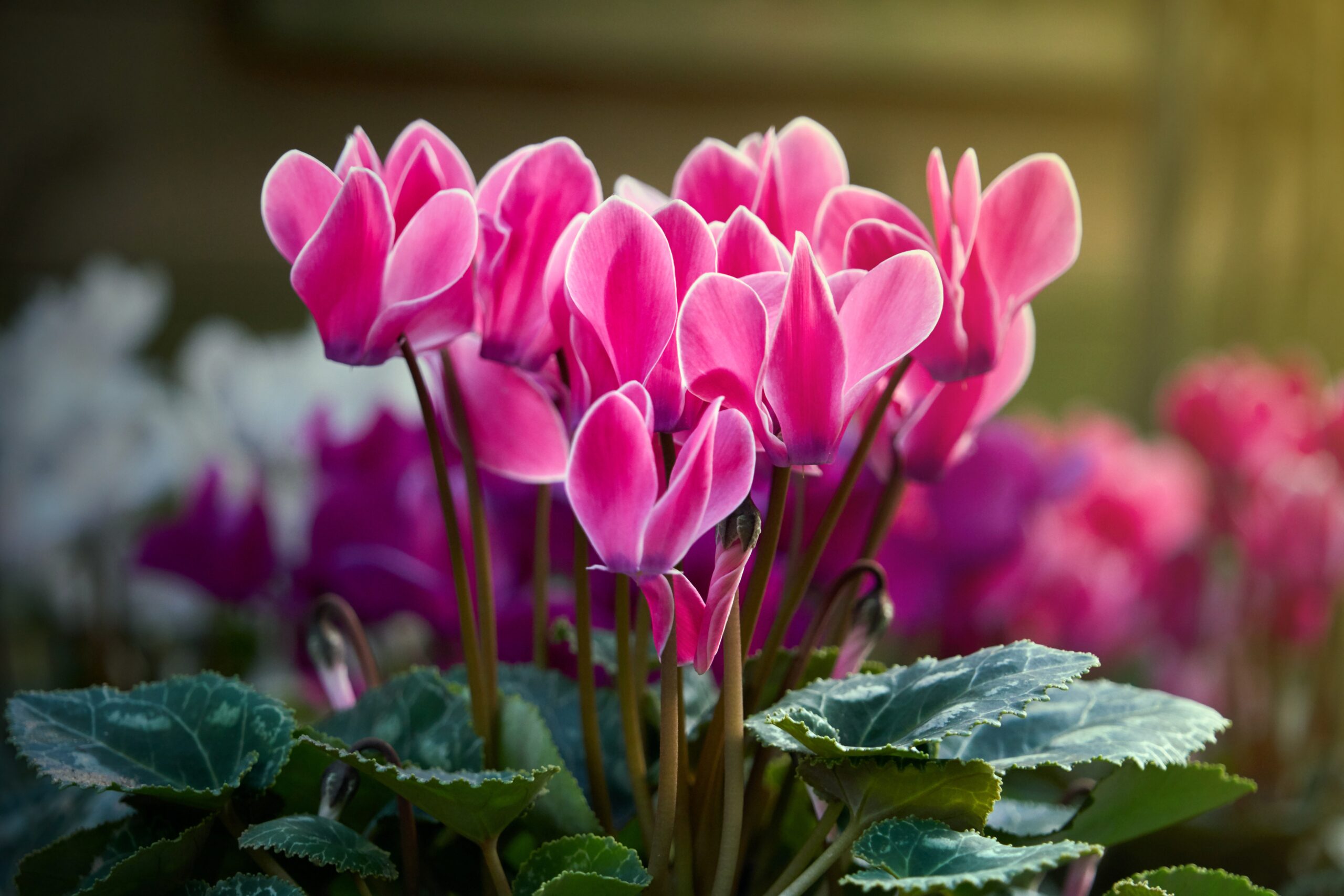 house plants harmful to cats| Is Cyclamen Toxic to Cats? 
