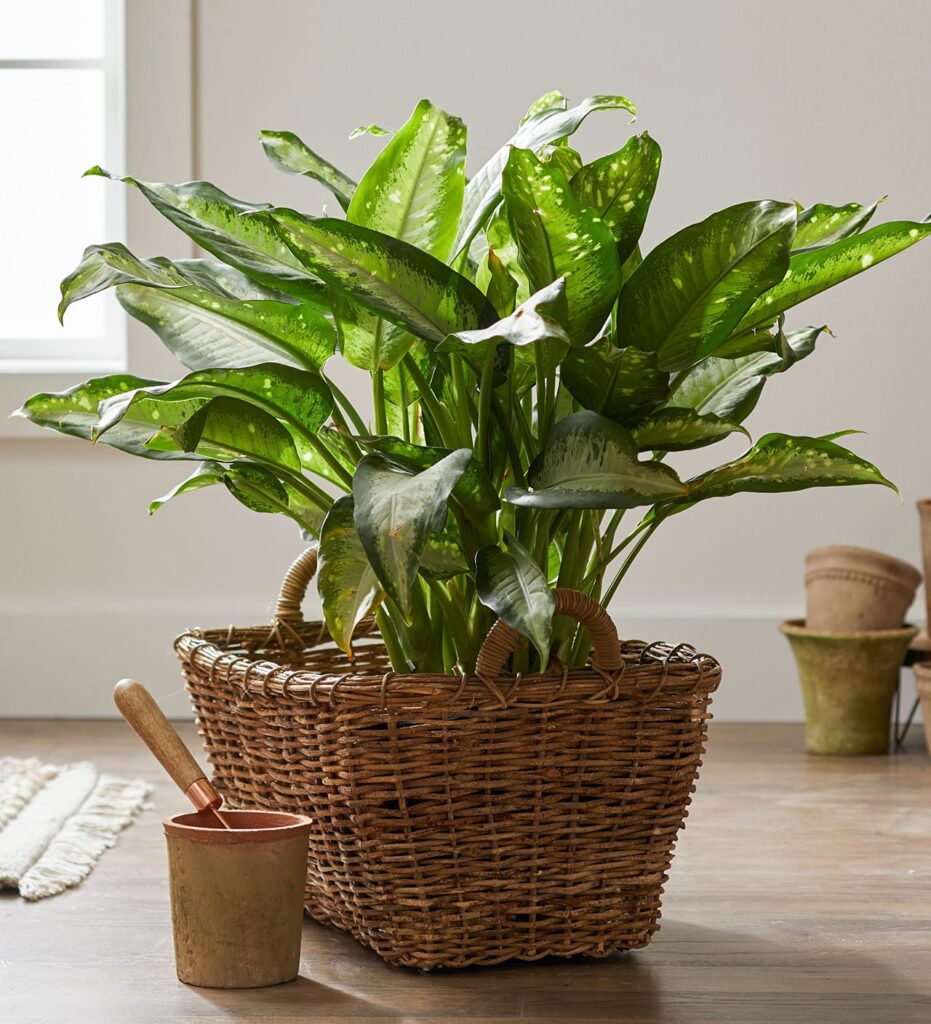 indoor plants harmful to cats

