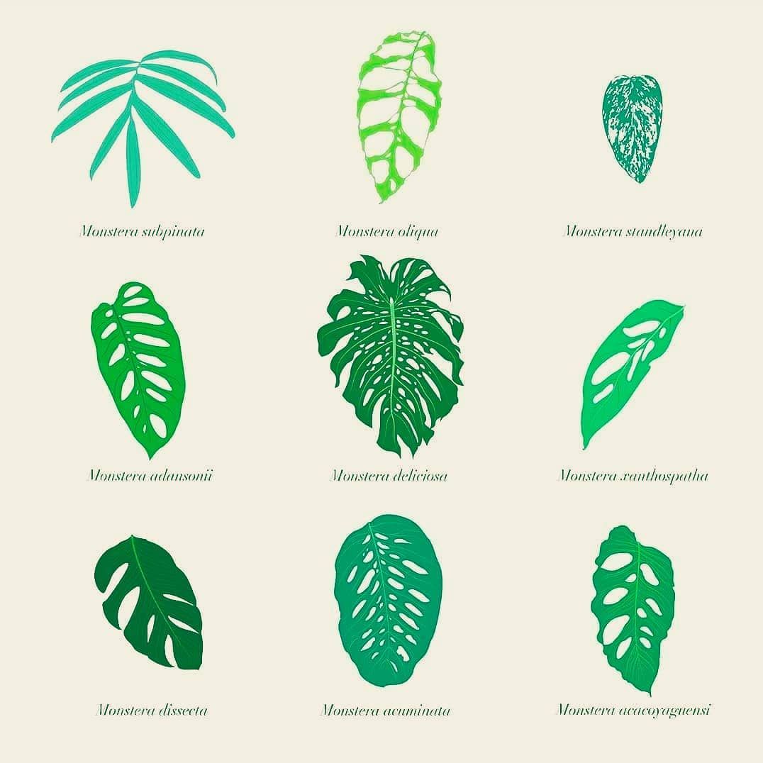 monstera minima care|
Types of Monstera Plants