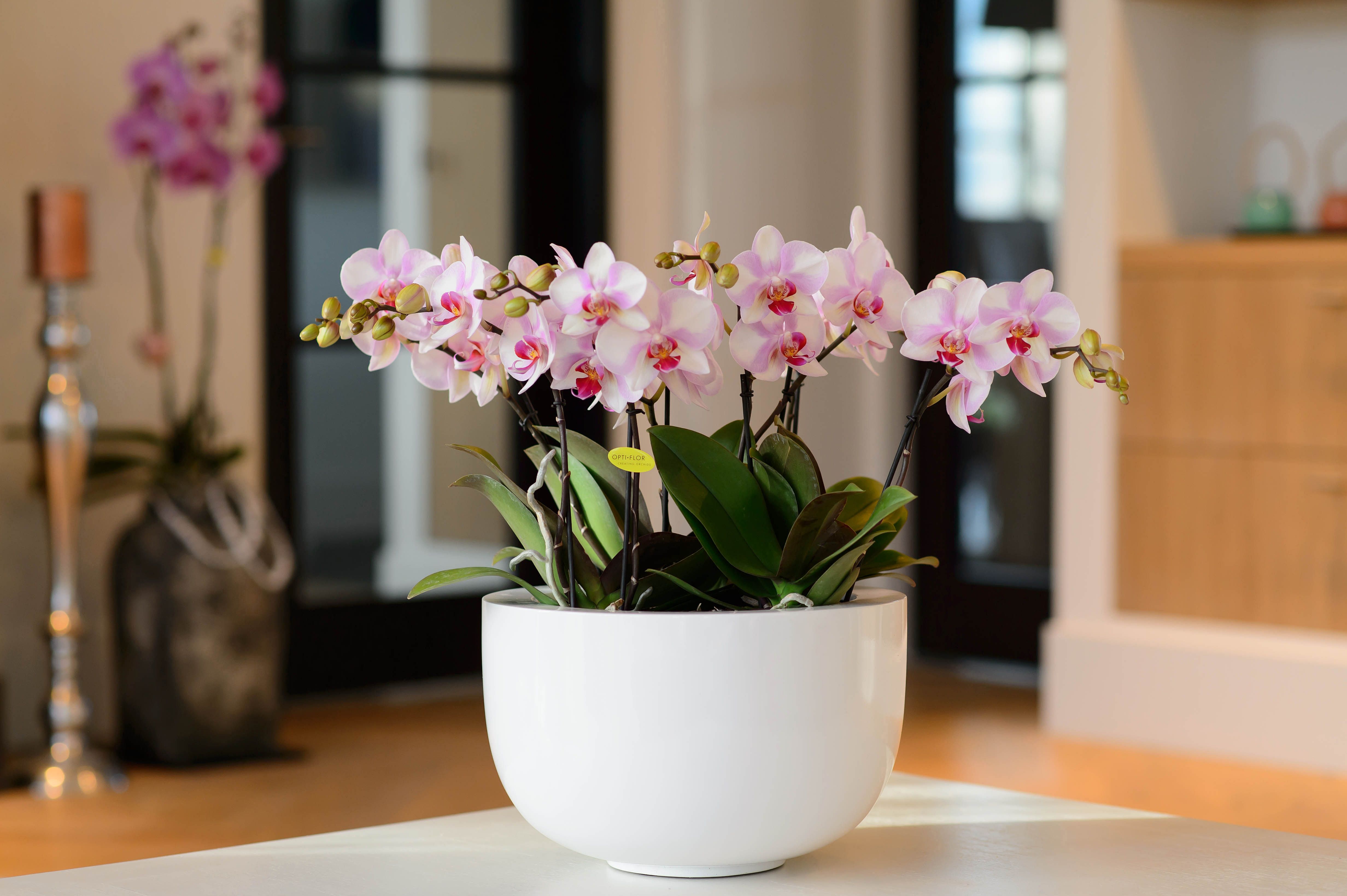 how do i take care of an orchid plant
