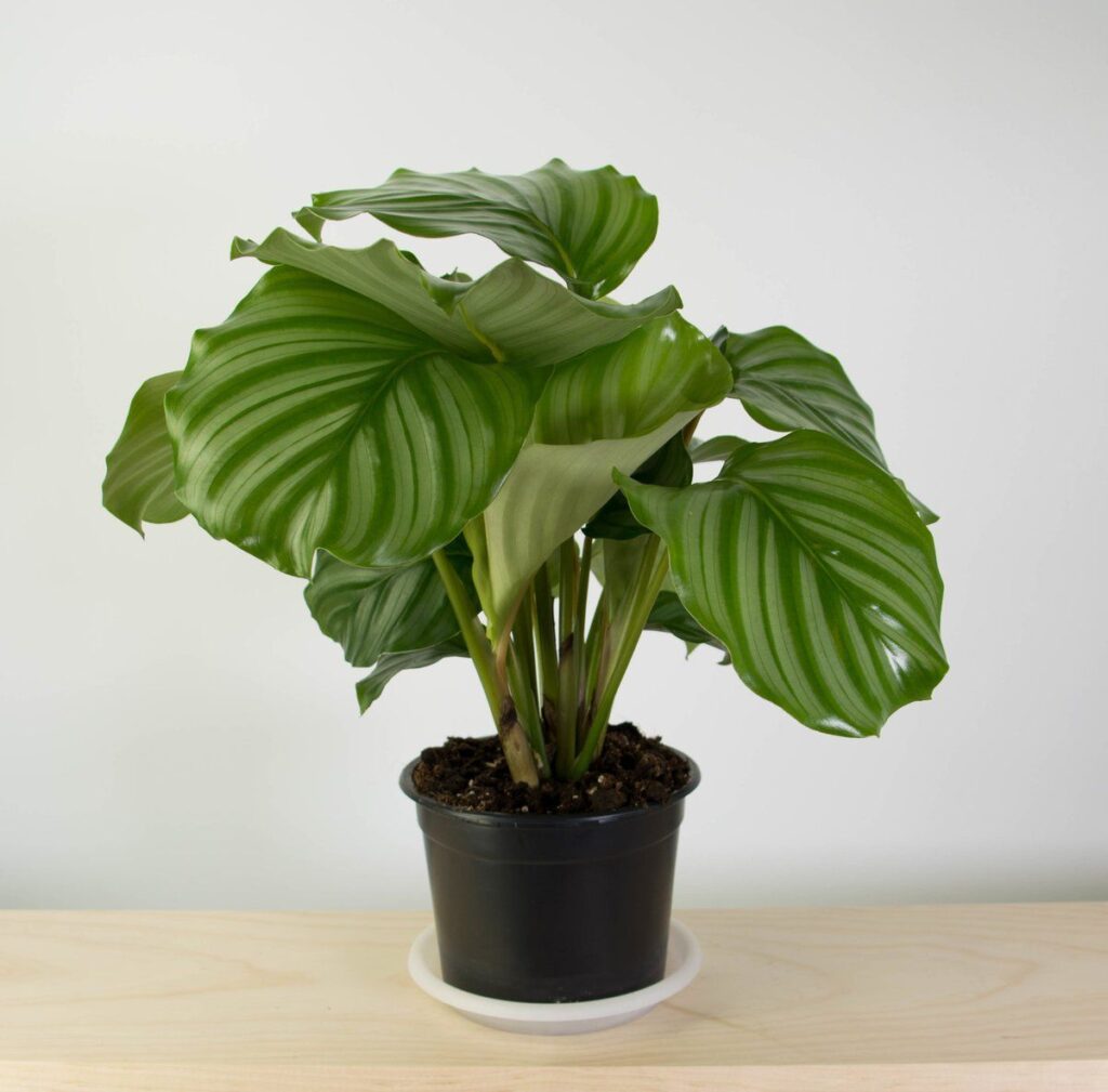 Garden Calathea orbifolia