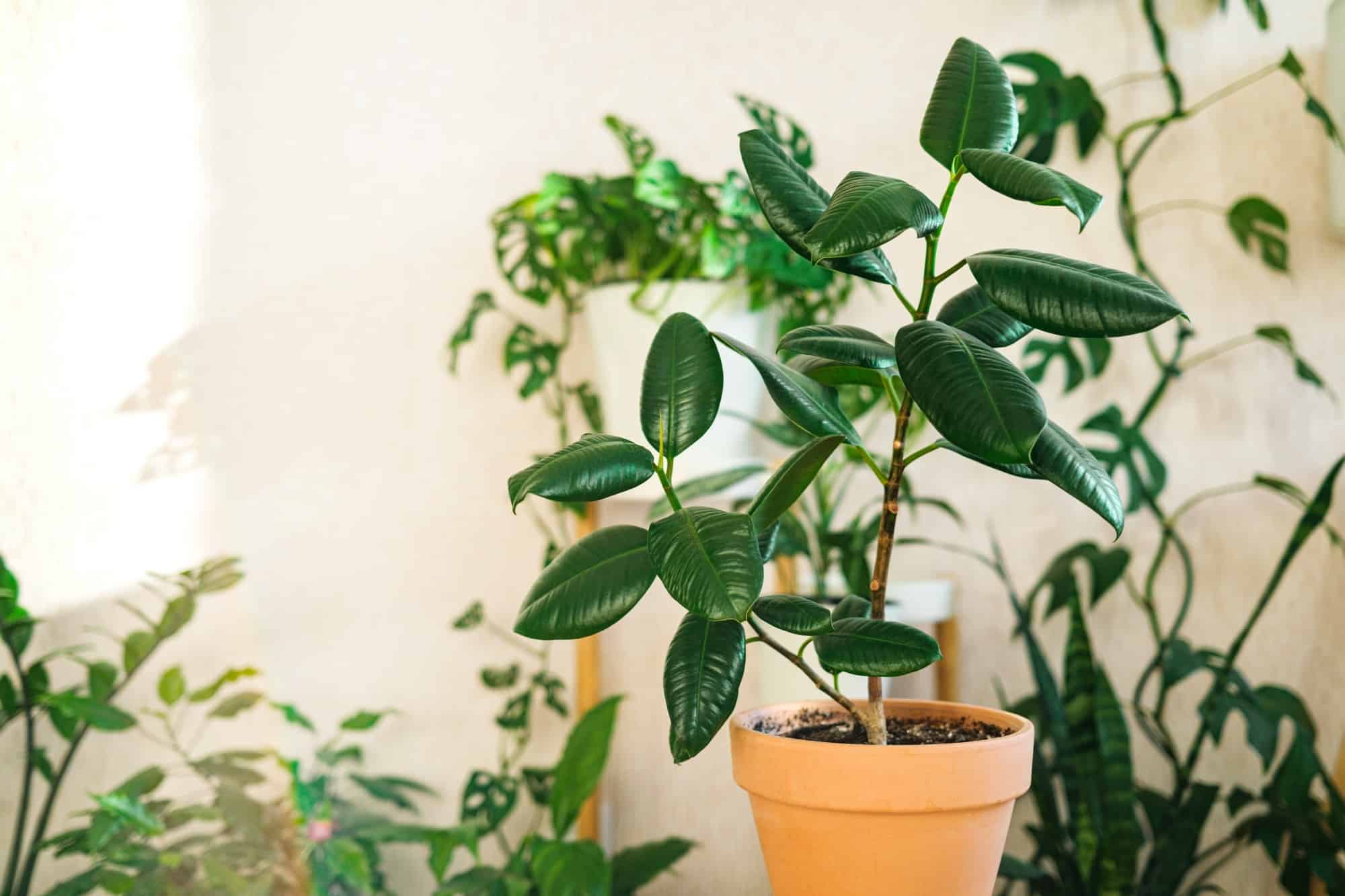 Rubber Plant|houseplants dangerous for dogs
