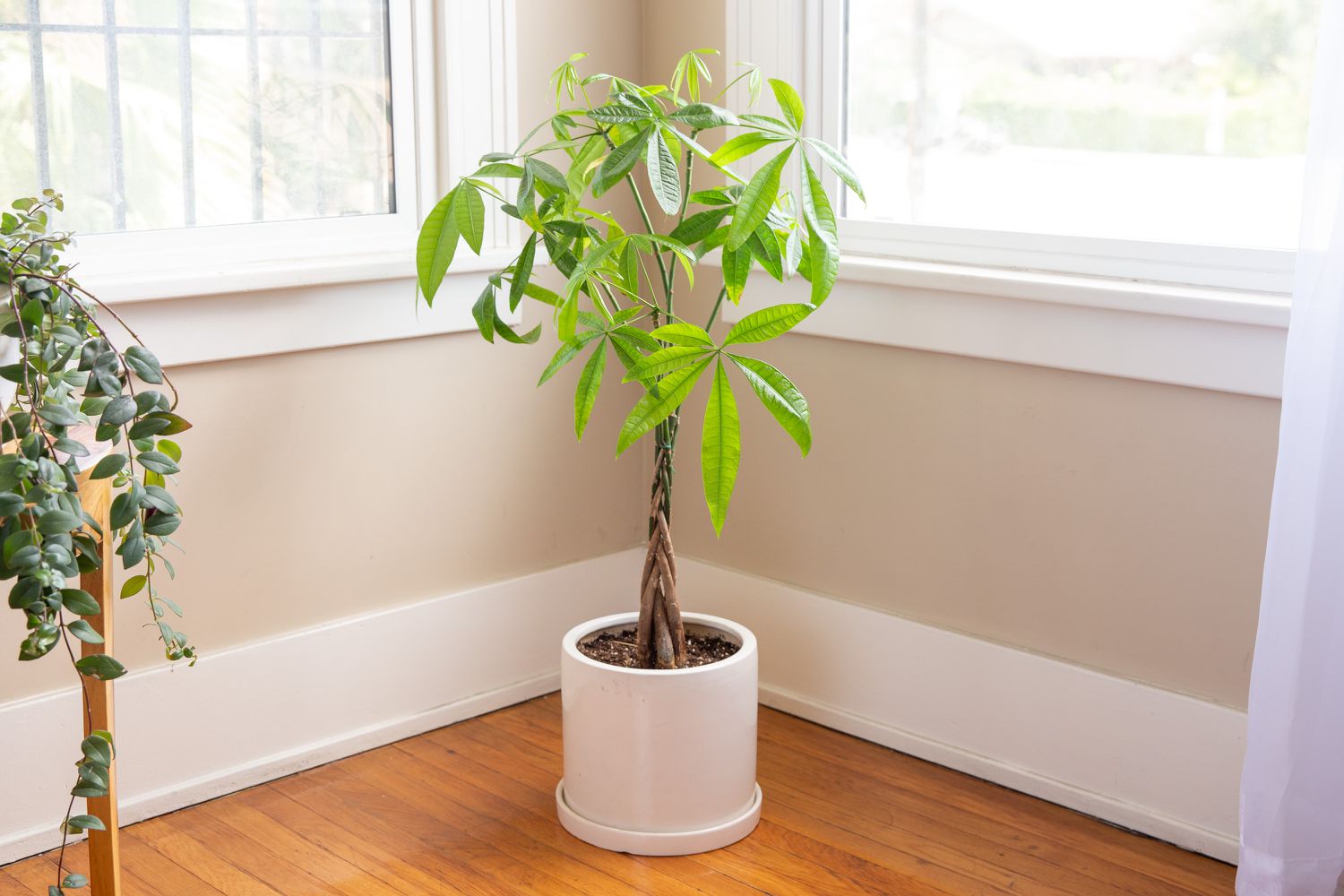 Care Instructions For A Money Tree