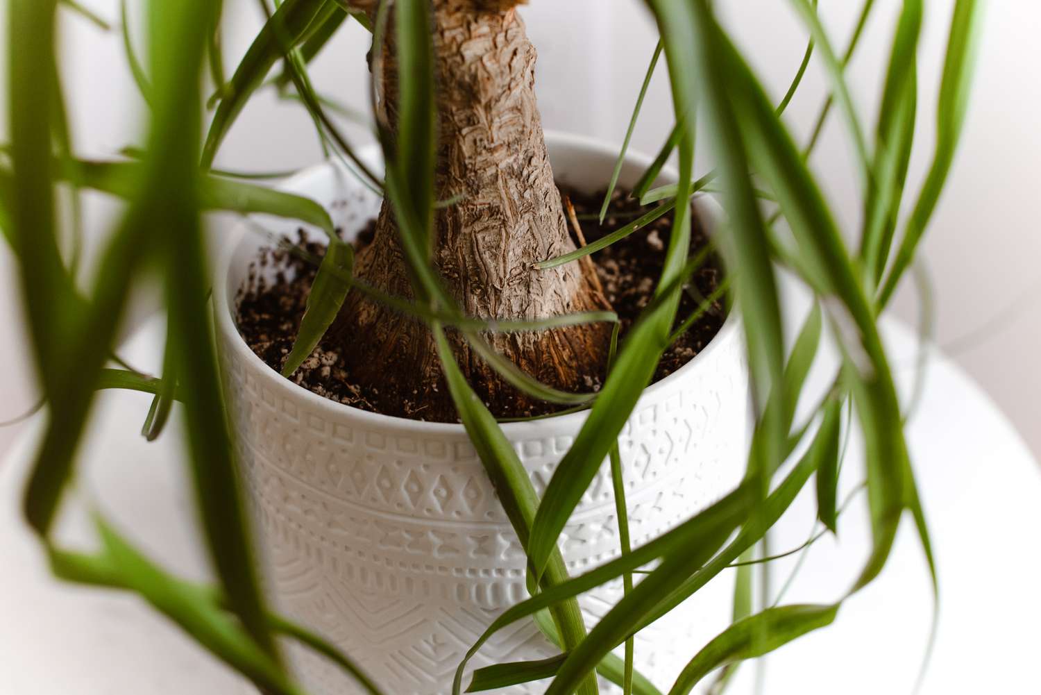 how to care for a ponytail palm
