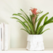 Bromeliad Care Indoor Instructions: All You Need To Know!