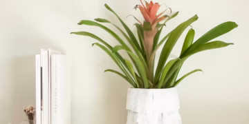 Bromeliad Care Indoor Instructions: All You Need To Know!