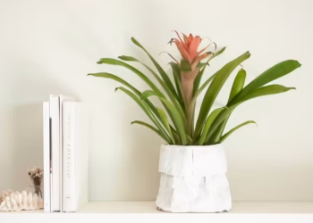 Bromeliad Care Indoor Instructions: All You Need To Know!
