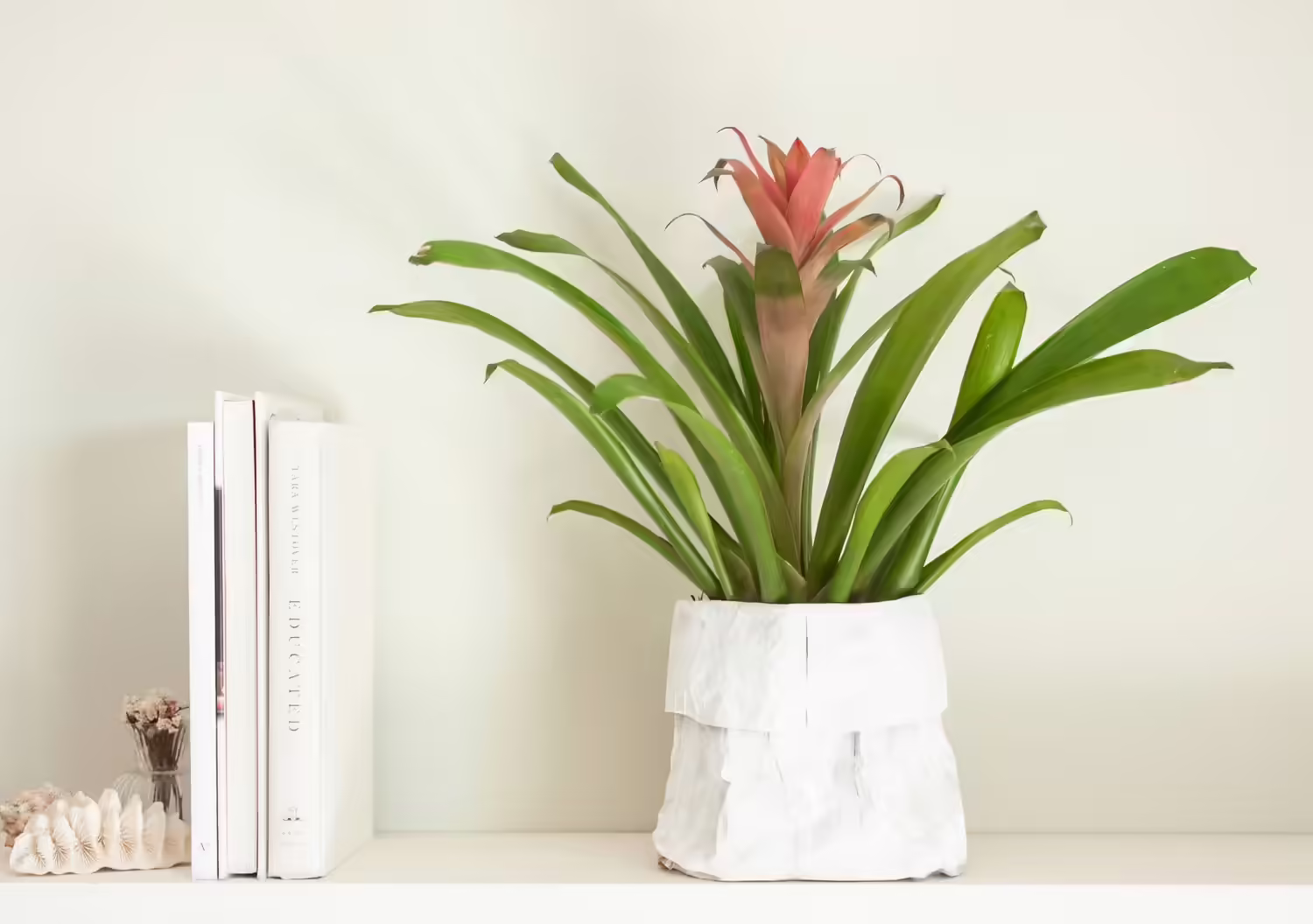 Bromeliad Care Indoor Instructions: All You Need To Know!