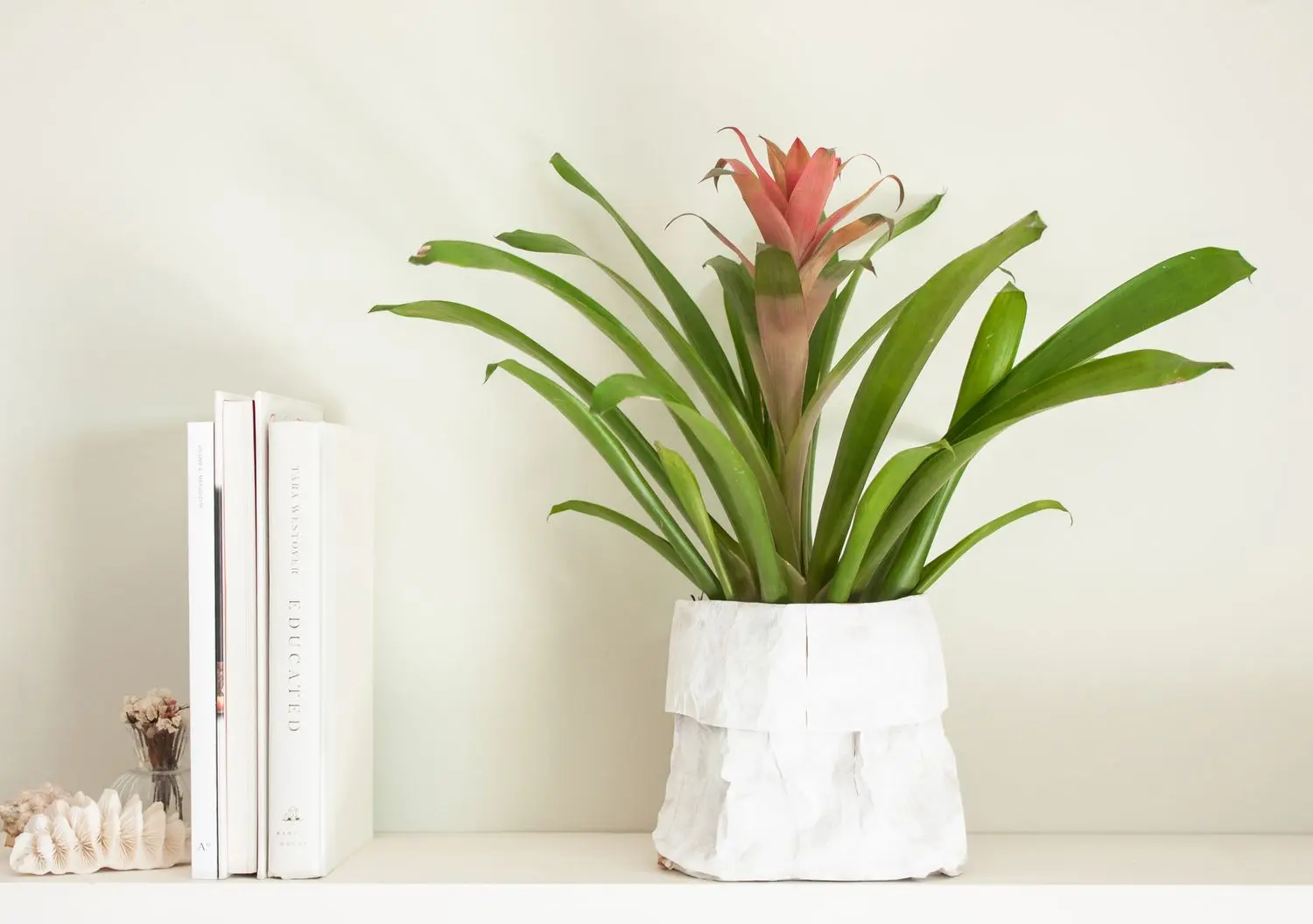 Bromeliad Care Indoor Instructions: All You Need To Know!