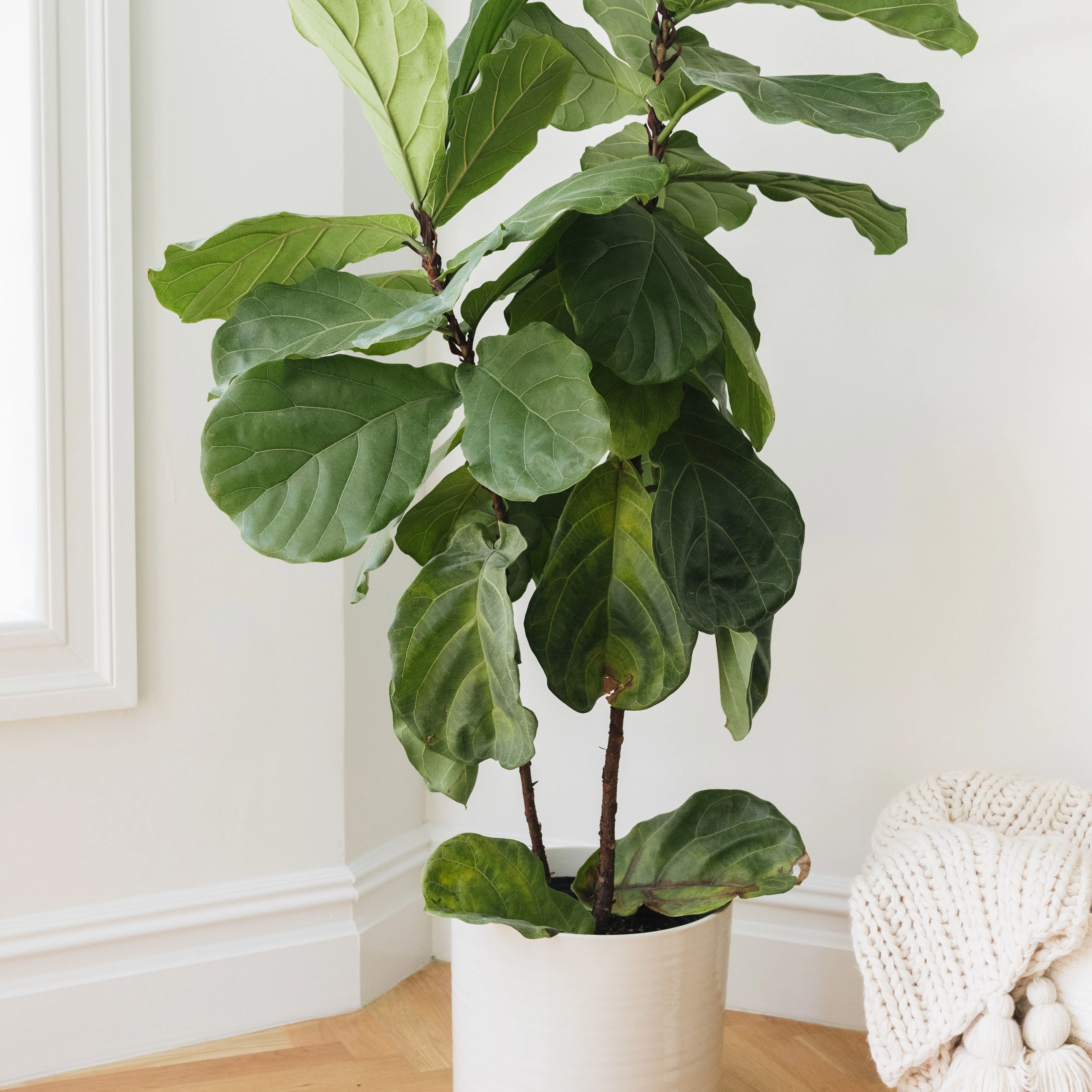 care for a fiddle fig tree| Fiddle Leaf Fig sunlight