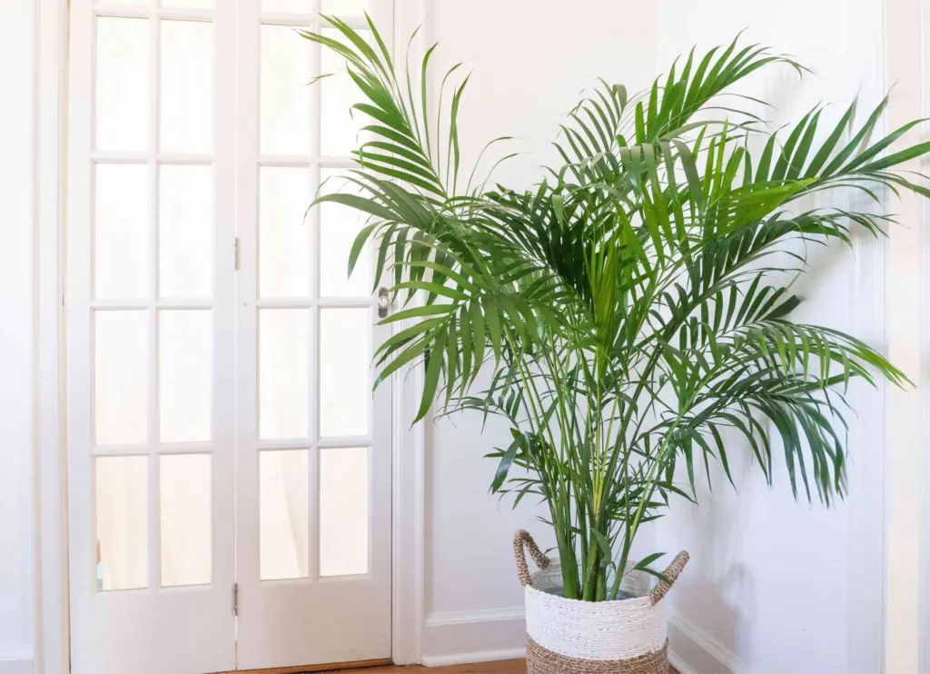 how to care for a butterfly palm
