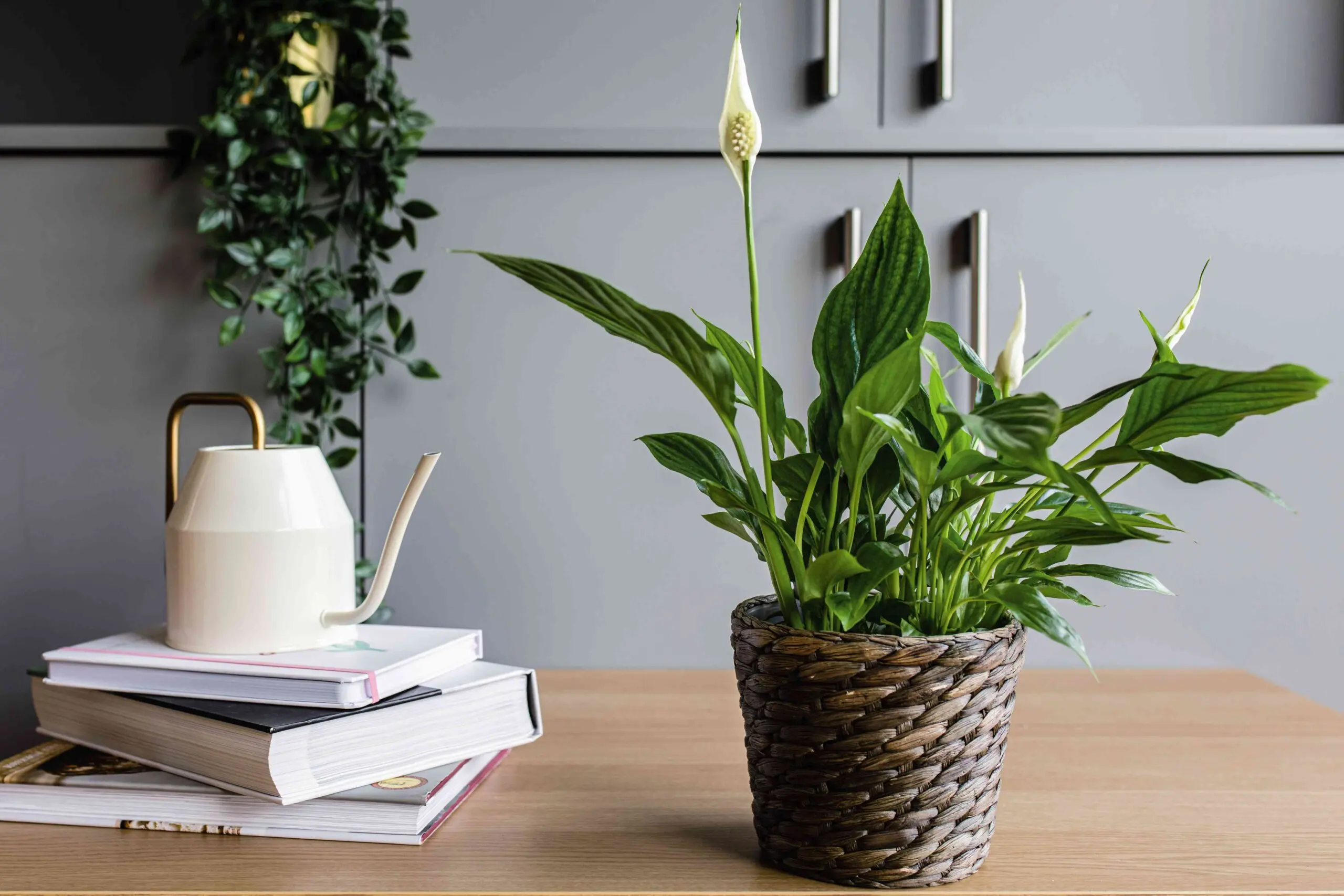 Untimed Pace Lily Care: How To Grow and Care for It 2 peace lilly care| pace lily care