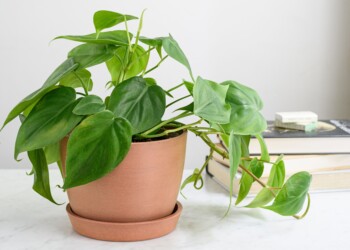 How To Care For Philodendron