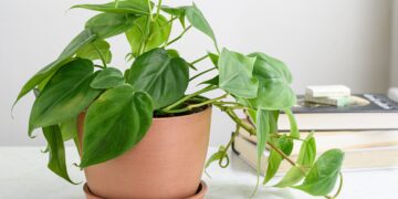 How To Care For Philodendron