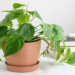 How To Care For Philodendron