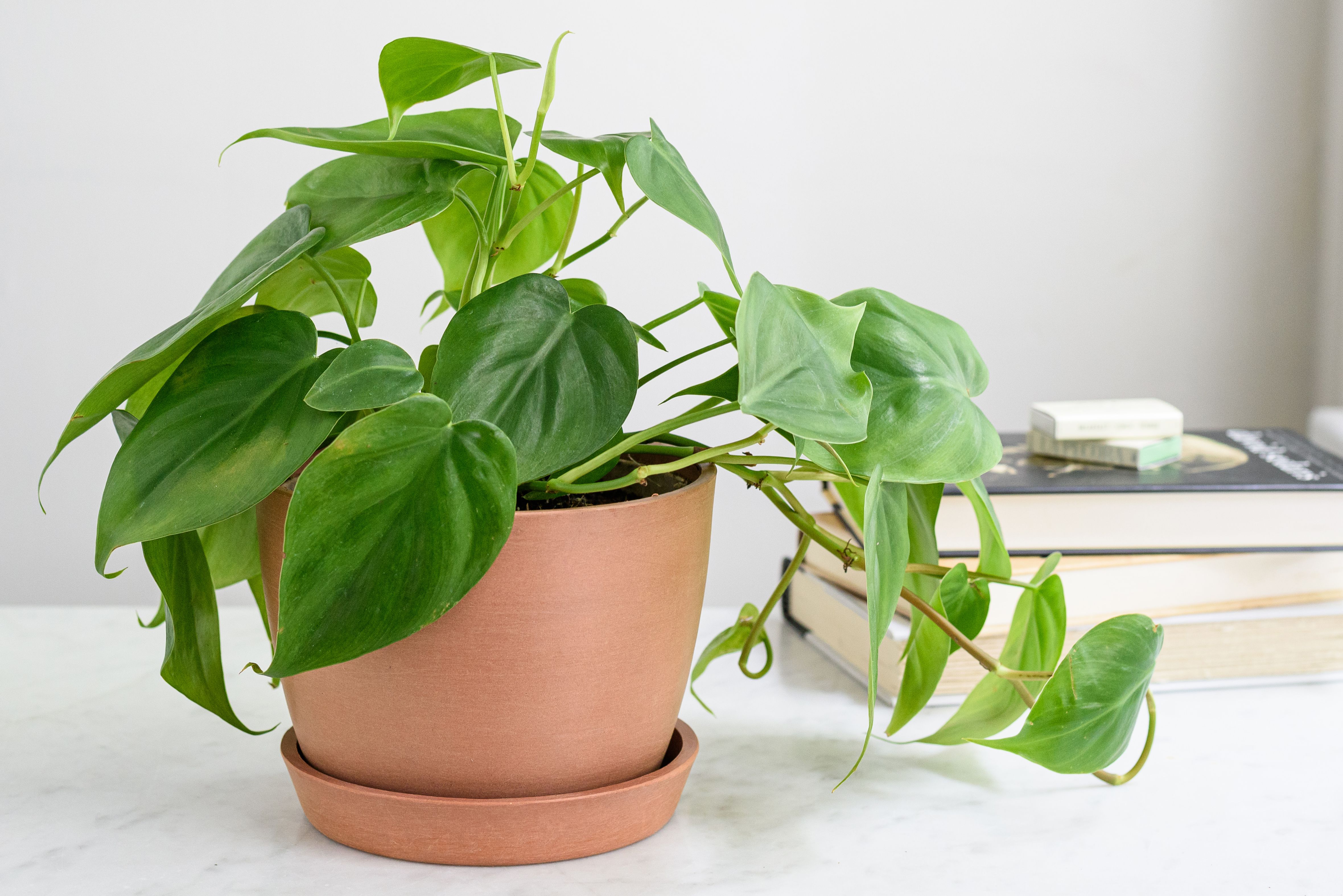 common house plants toxic to cats