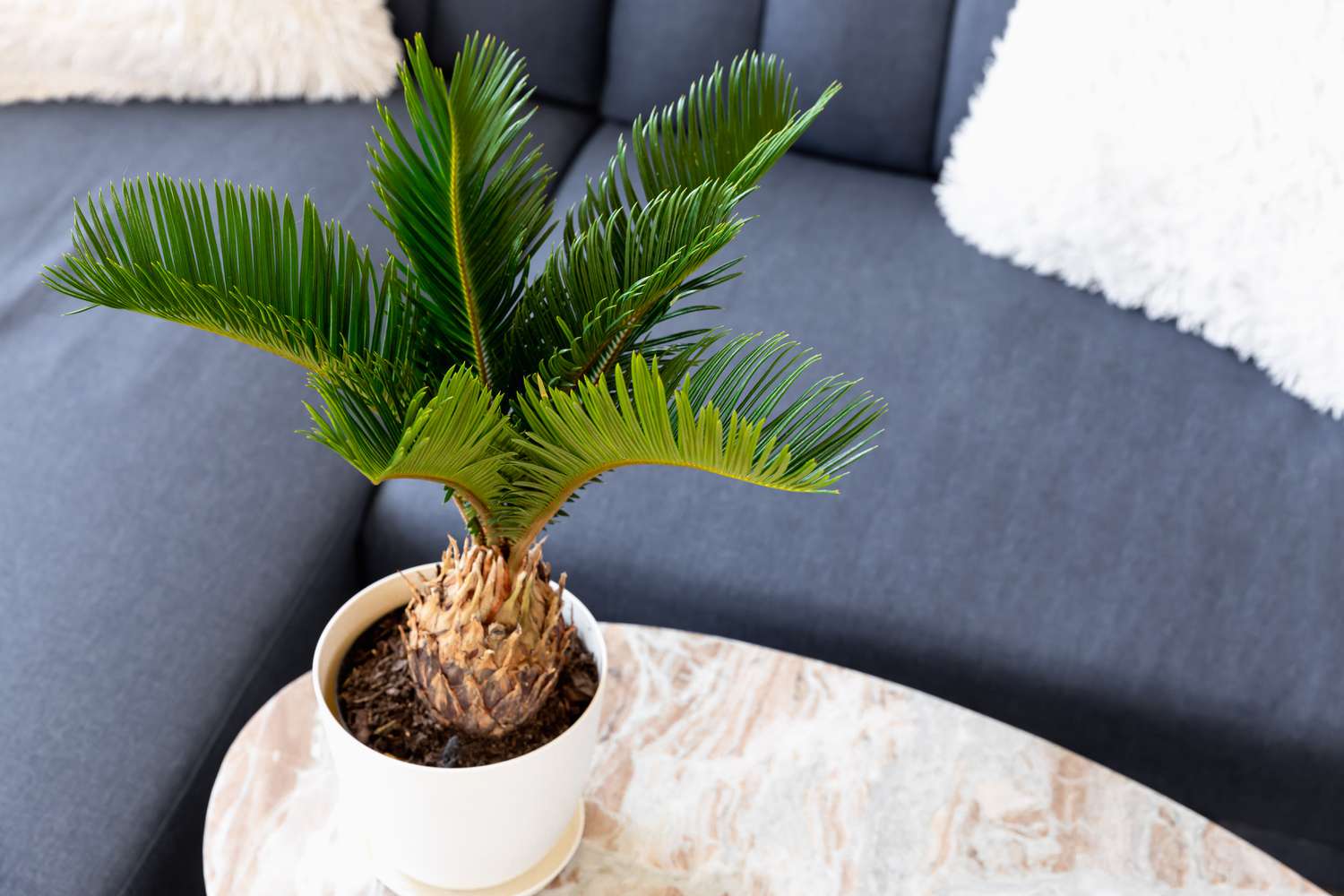 indoor plants poisonous to dogs
