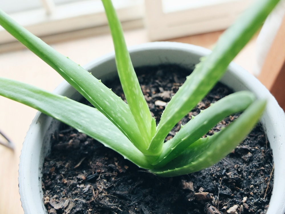 how to care for aloe vera plant indoors
