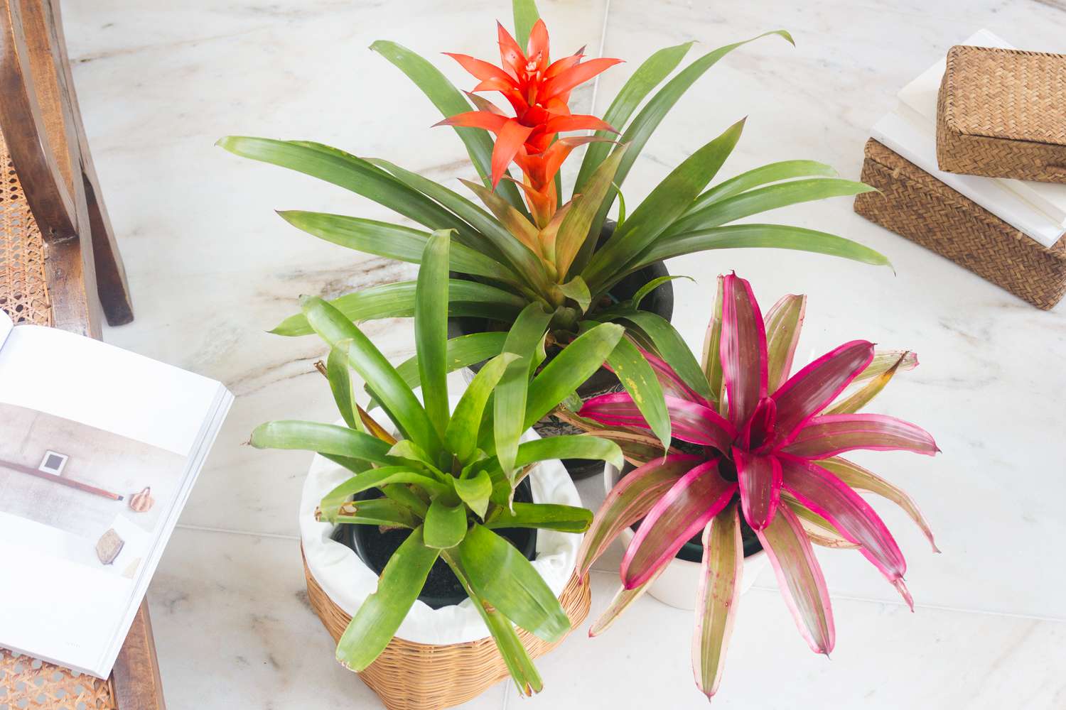 indoor bromeliad plant care instructions